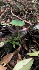 Entoloma necopinatum