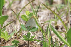 Sitochroa dasconalis