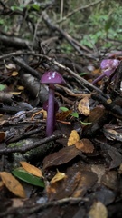 Cortinarius magellanicus