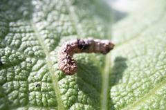 Nematocampa resistaria