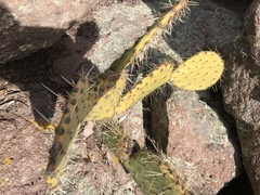 Opuntia arizonica