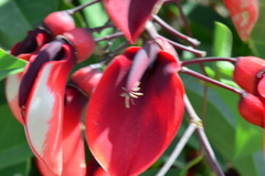 Erythrina crista-galli