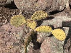 Opuntia arizonica