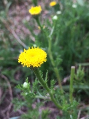 Anacyclus valentinus