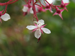 Heterocentron subtriplinervium