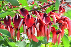 Erythrina crista-galli