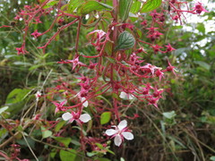 Heterocentron subtriplinervium