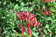 Erythrina crista-galli
