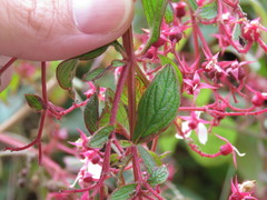 Heterocentron subtriplinervium