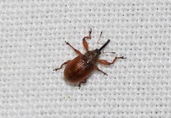 Anthonomus phyllocola