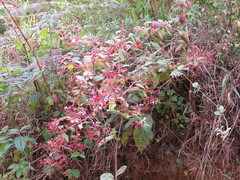 Heterocentron subtriplinervium