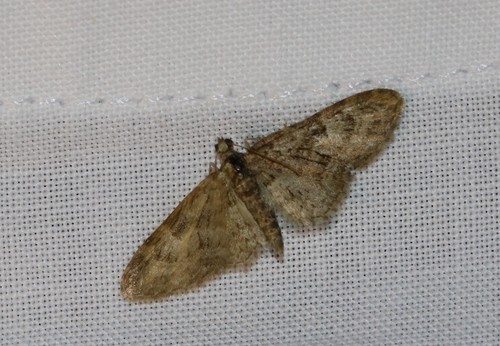 Brindled Pug, 6874 Wolfheze, Nederland, photo 4 of 10