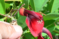 Erythrina crista-galli