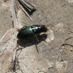 Harpalus