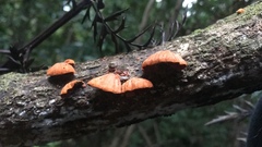 Anthracophyllum discolor