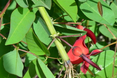 Erythrina crista-galli