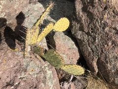 Opuntia arizonica