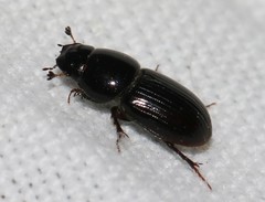 Calamosternus granarius