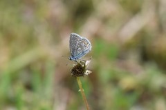 Polyommatus icarus
