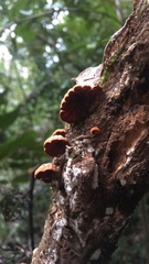 Anthracophyllum discolor