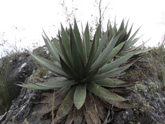 Agave obscura