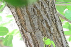Erythrina crista-galli