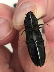 Melanactes