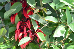 Erythrina crista-galli