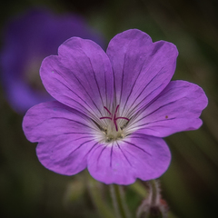 Geranium brycei