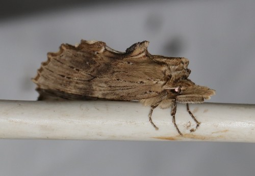 Pale Prominent, 6874 Wolfheze, Nederland, photo 9 of 10