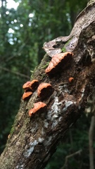 Anthracophyllum discolor