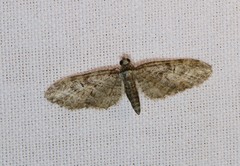 Eupithecia dodoneata