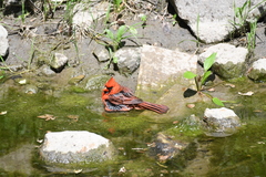 Cardinalis cardinalis