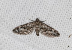 Eupithecia nanata