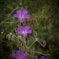 Geranium brycei
