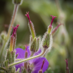 Geranium brycei