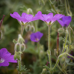 Geranium brycei