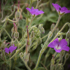 Geranium brycei