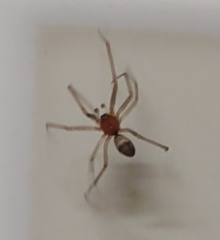 Steatoda grossa