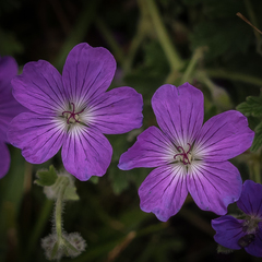 Geranium brycei