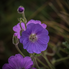 Geranium brycei