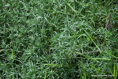 Peucedanum officinale