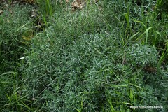 Peucedanum officinale