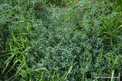 Peucedanum officinale