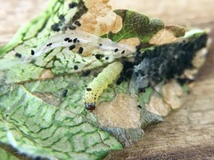 Antigastra catalaunalis