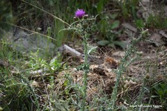 Carduus carpetanus