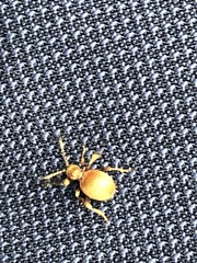 Niptus hololeucus
