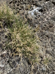 Cymopterus petraeus