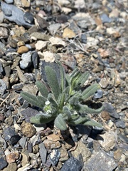 Amsinckiopsis kingii