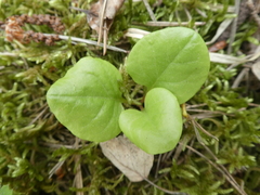 Pyrola rotundifolia